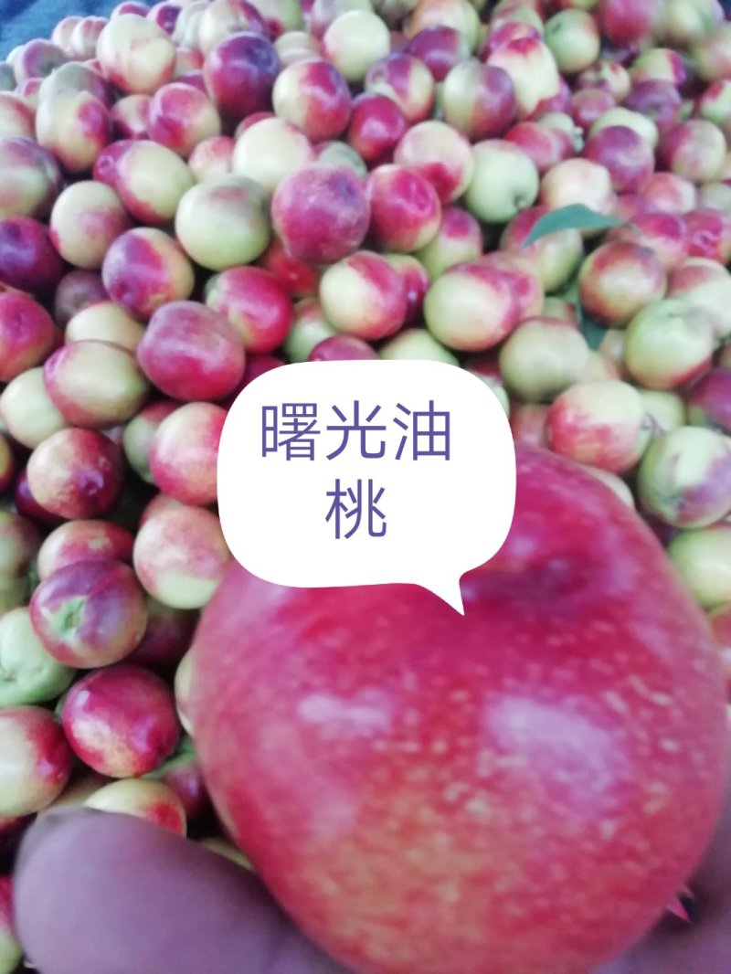 曙光油桃