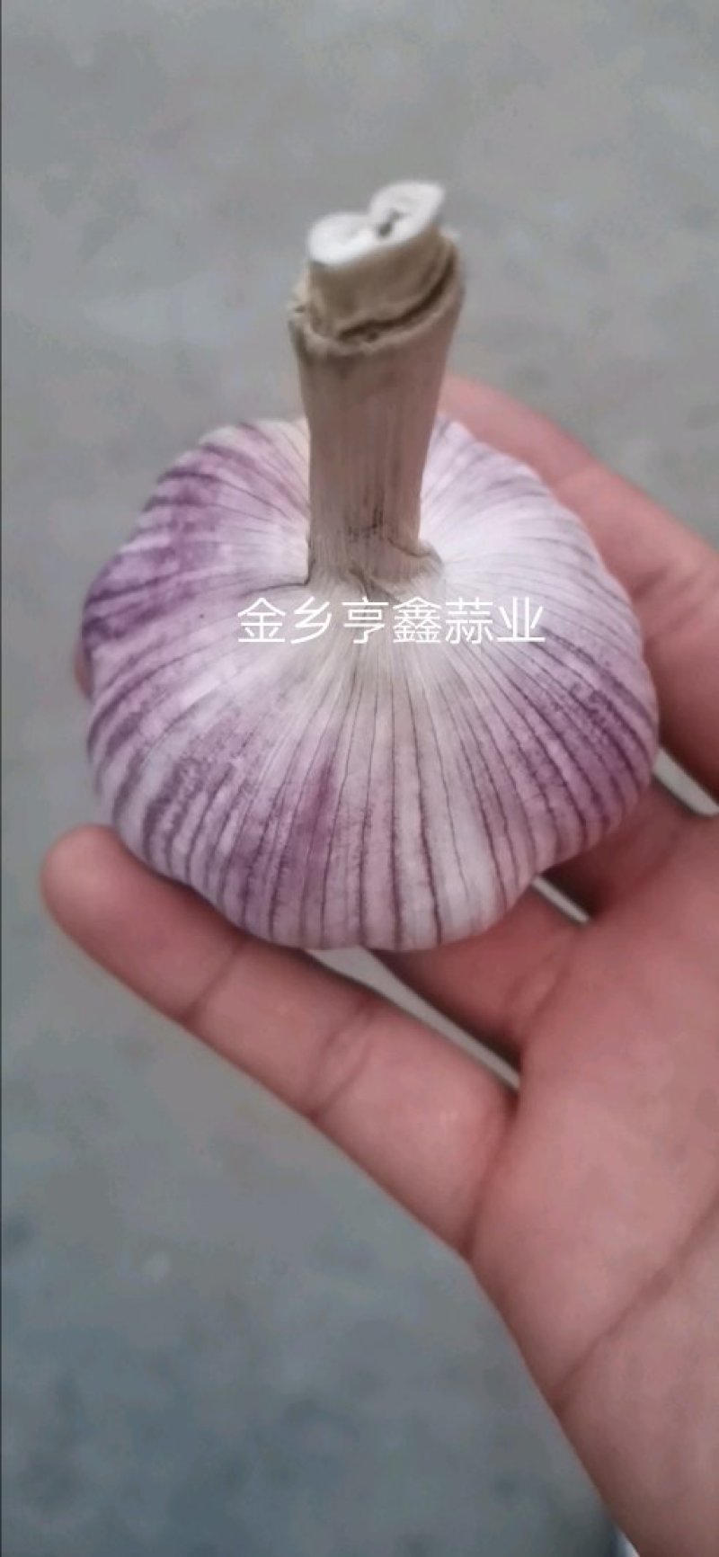 山东金乡大蒜，超市电商专供专注大蒜业务专业储存，代发市场