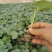 博洋九甜瓜苗甜度高花皮脆甜品种直播嫁接苗
