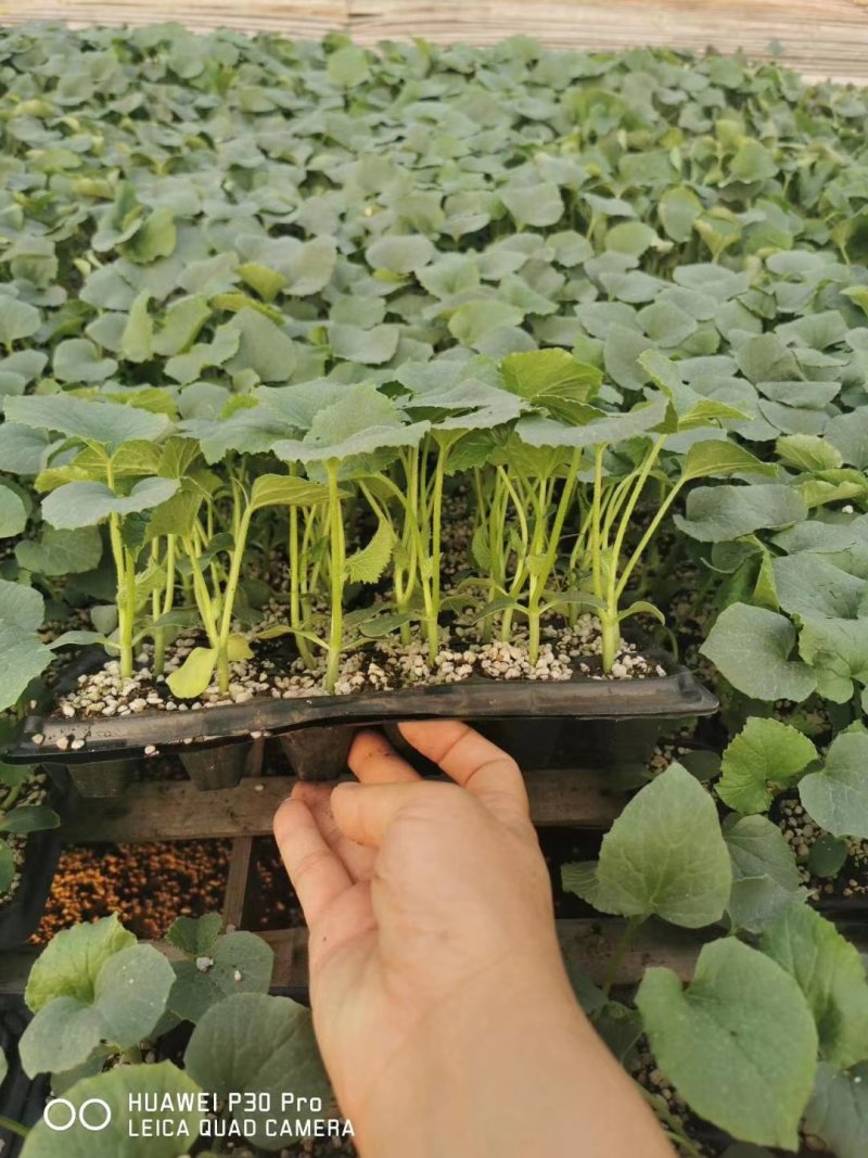 博洋九甜瓜苗甜度高花皮脆甜品种直播嫁接苗