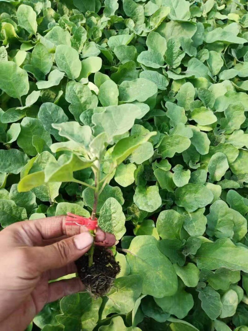 直播嫁接长茄圆茄苗耐运输抗病强产量高品种稳定