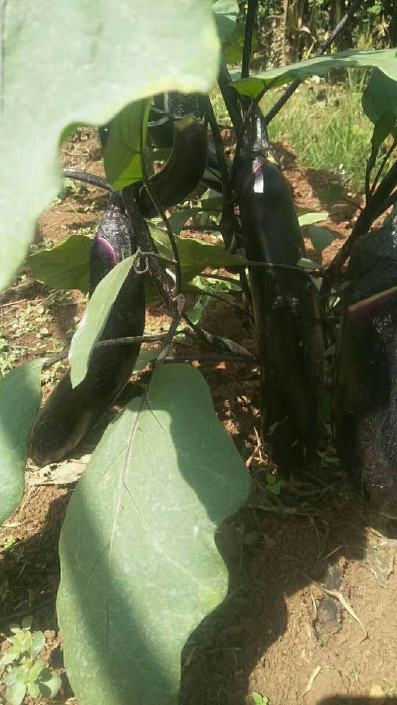 直播嫁接长茄圆茄苗耐运输抗病强产量高品种稳定
