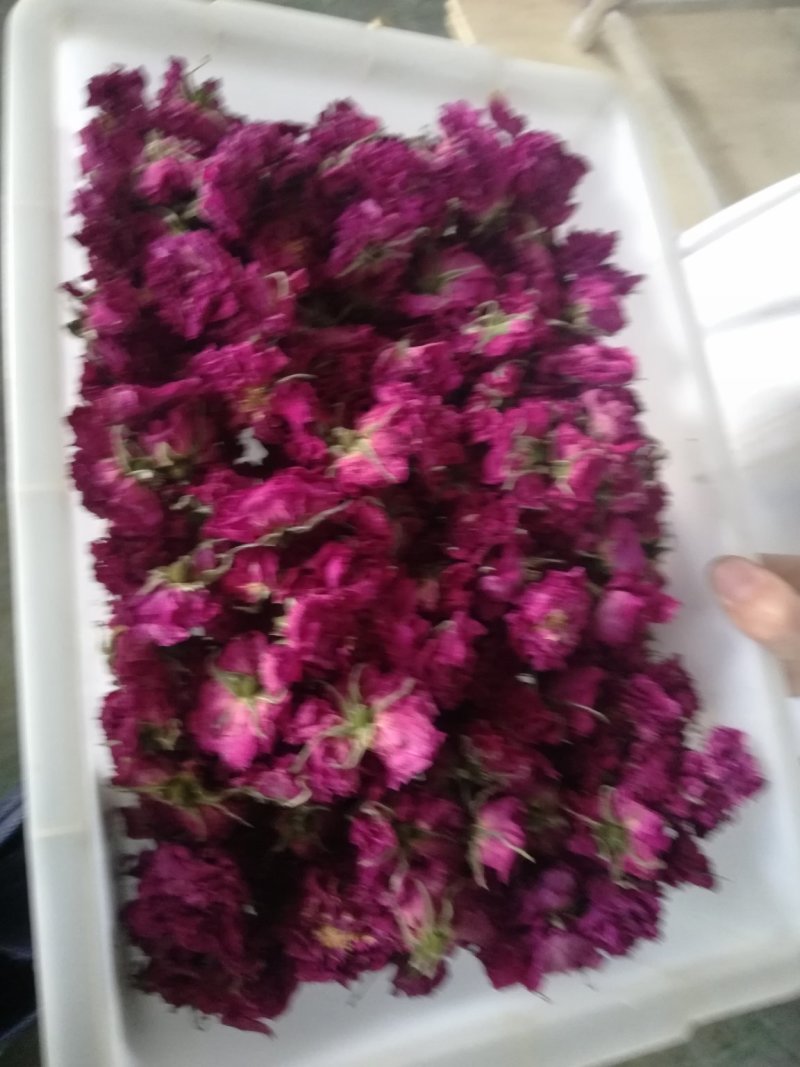 平阴玫瑰花冠一朵一杯原产地平阴玫瑰花冠