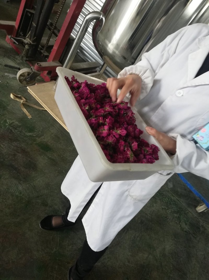 平阴玫瑰花冠一朵一杯原产地平阴玫瑰花冠