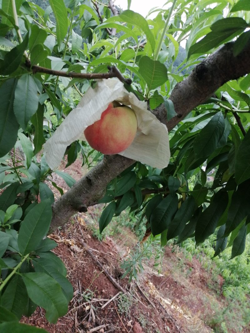 龙泉驿水蜜桃