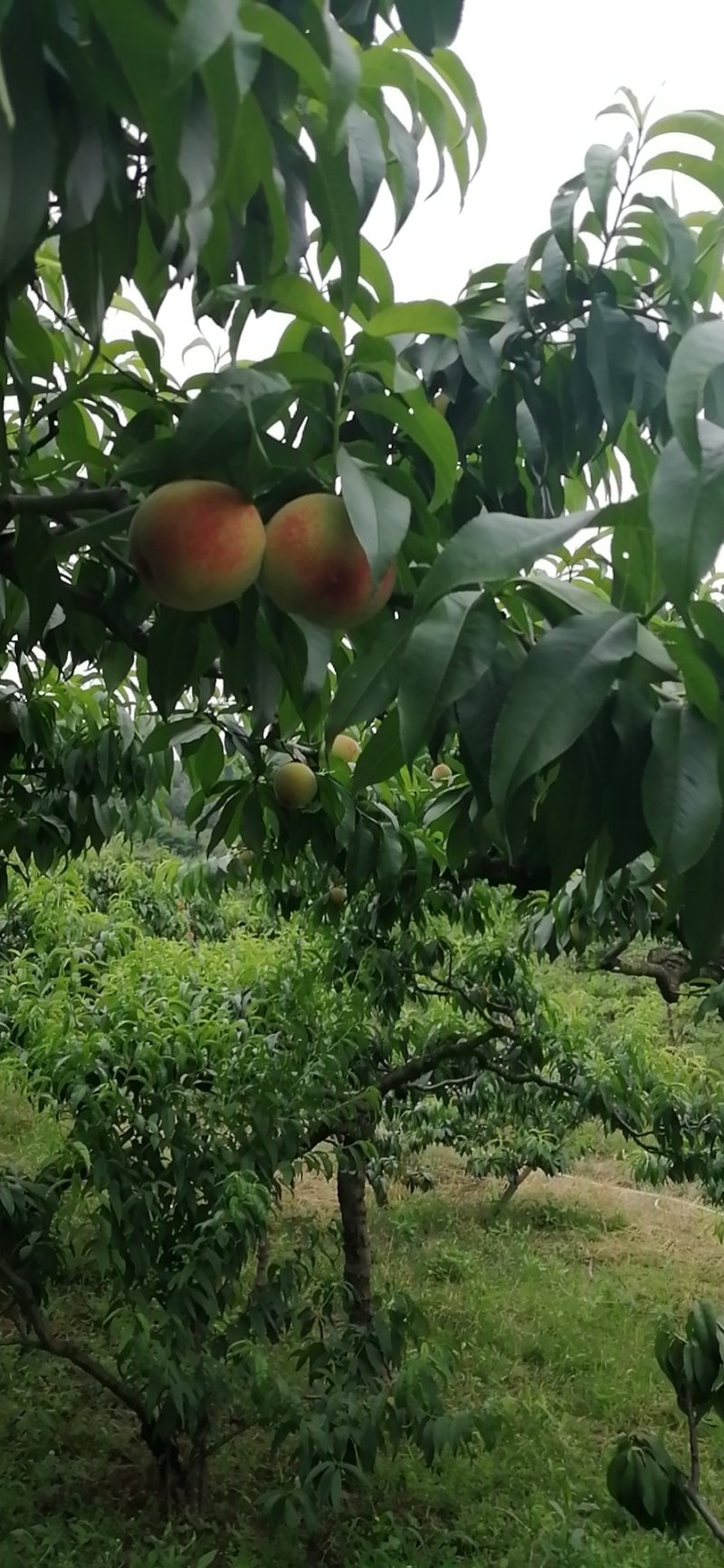 龙泉驿水蜜桃