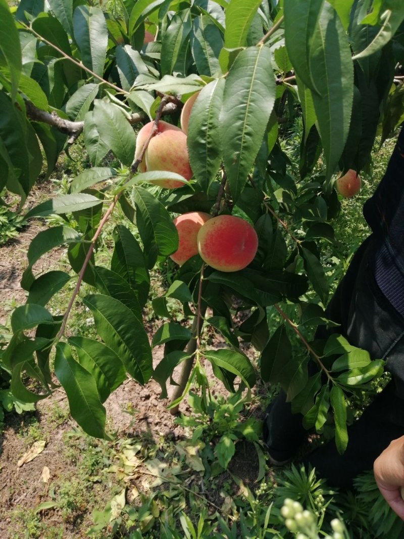 龙泉驿水蜜桃