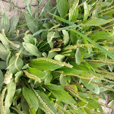 【好货】野生车前草新鲜干货，量大从优货源稳，干净无杂物