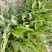 【好货】野生车前草新鲜干货，量大从优货源稳，干净无杂物