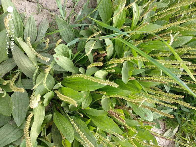 【好货】野生车前草新鲜干货，量大从优货源稳，干净无杂物