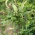 【好货】野生车前草新鲜干货，量大从优货源稳，干净无杂物