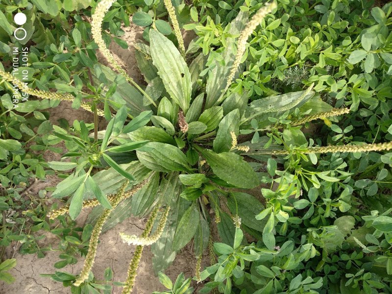【好货】野生车前草新鲜干货，量大从优货源稳，干净无杂物