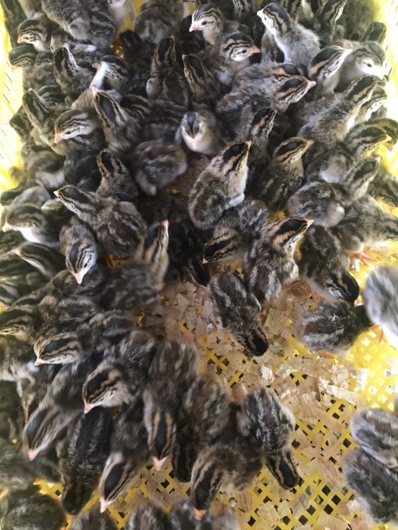 批发优质；珍珠鸡苗，诚信商家，品质有保证，量大从优