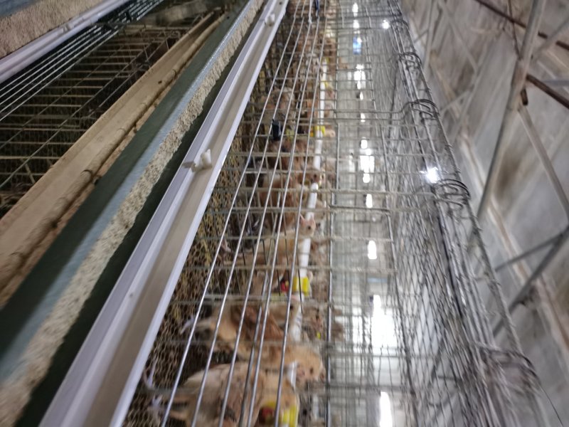 二十多年土鸡孵化经验，青脚土鸡苗，脱温鸡出售批发
