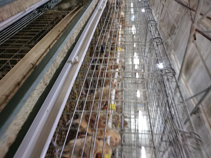 二十多年土鸡孵化经验，青脚土鸡苗，脱温鸡出售批发