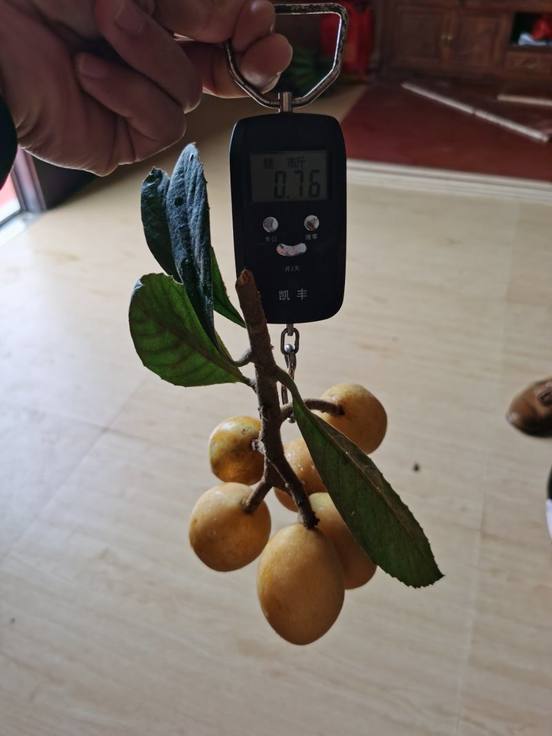 枇杷苗、枇杷苗、枇杷苗