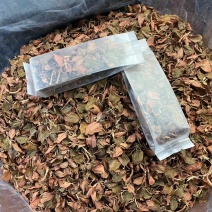 福建南靖产地金线莲全叶茶泡