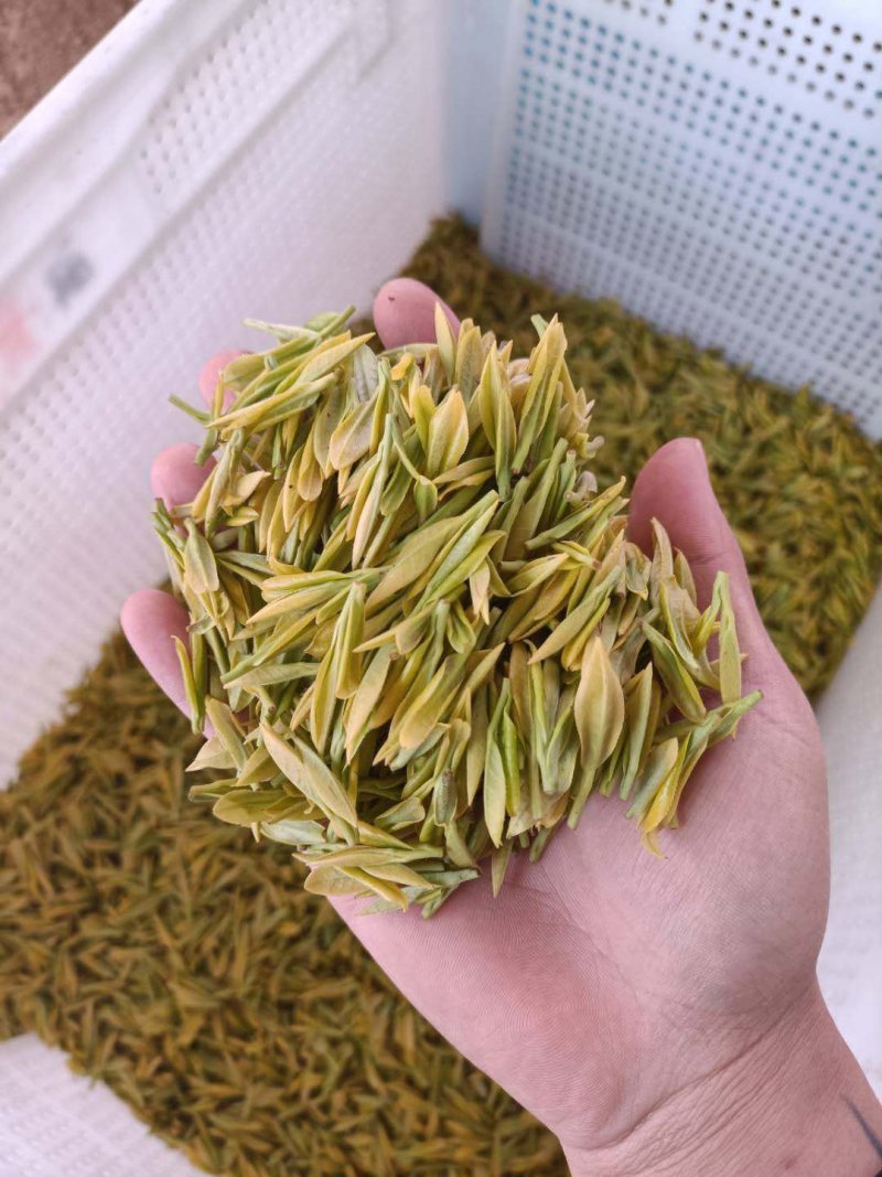 明前黄金茶