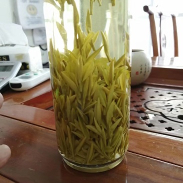 明前黄金茶