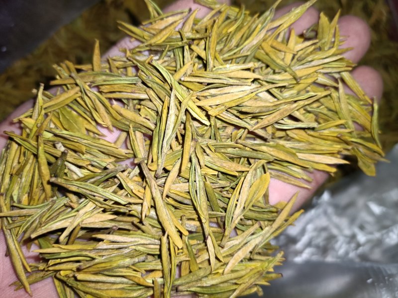 明前黄金茶