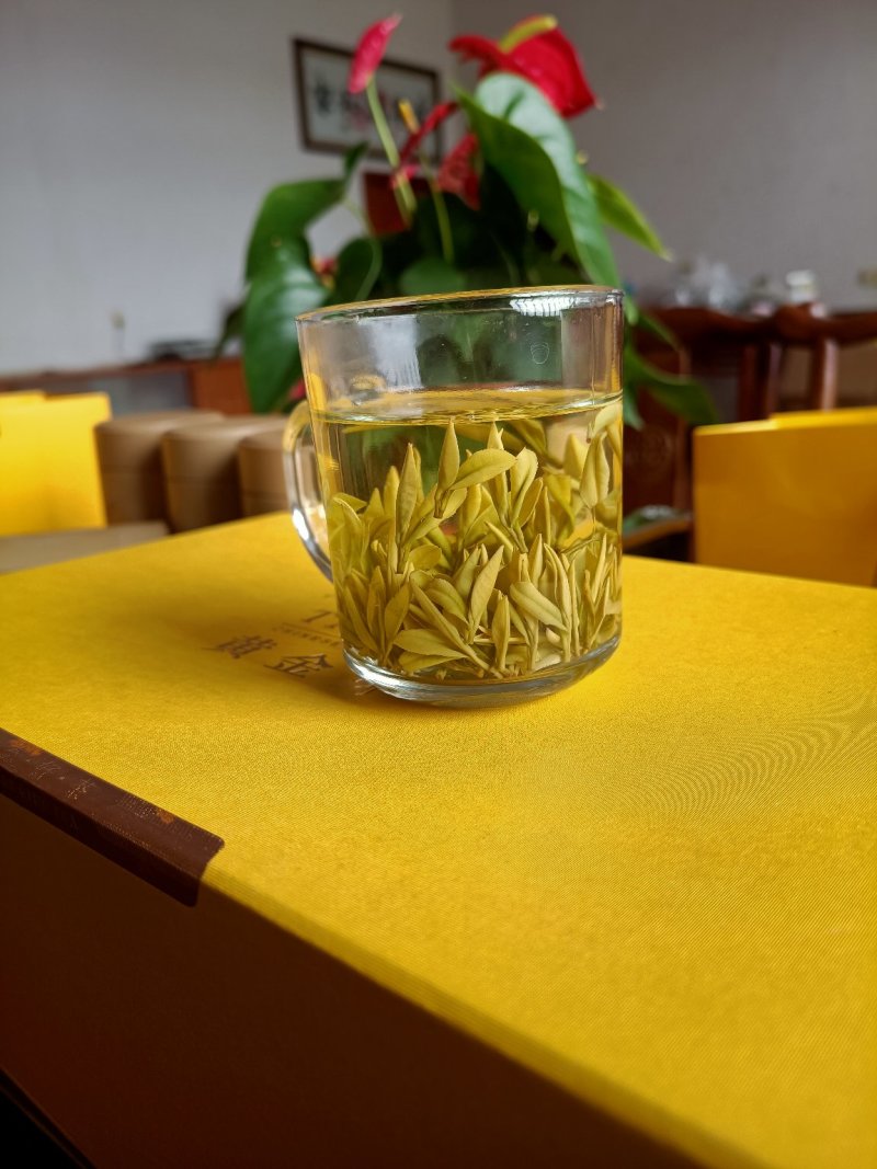 明前黄金茶