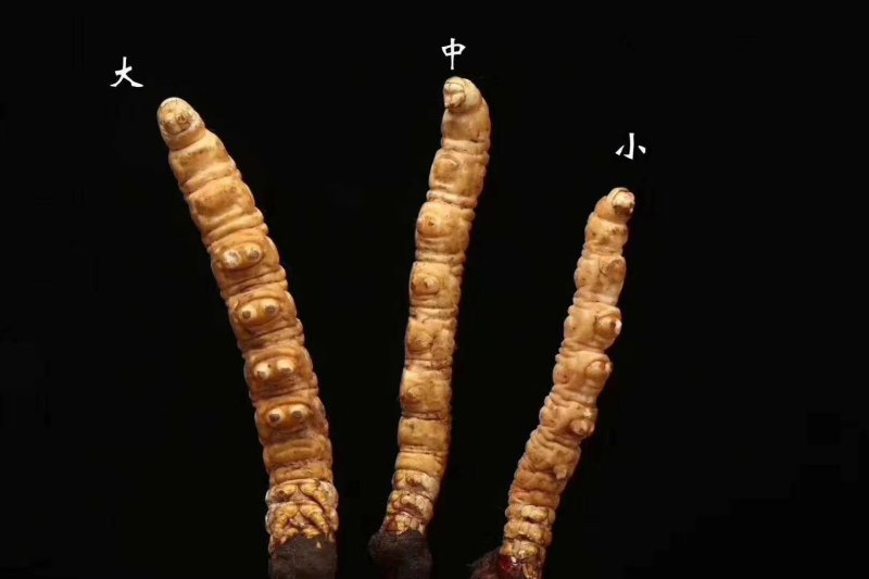 羊朵菌，虫草