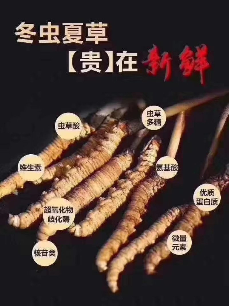 羊朵菌，虫草