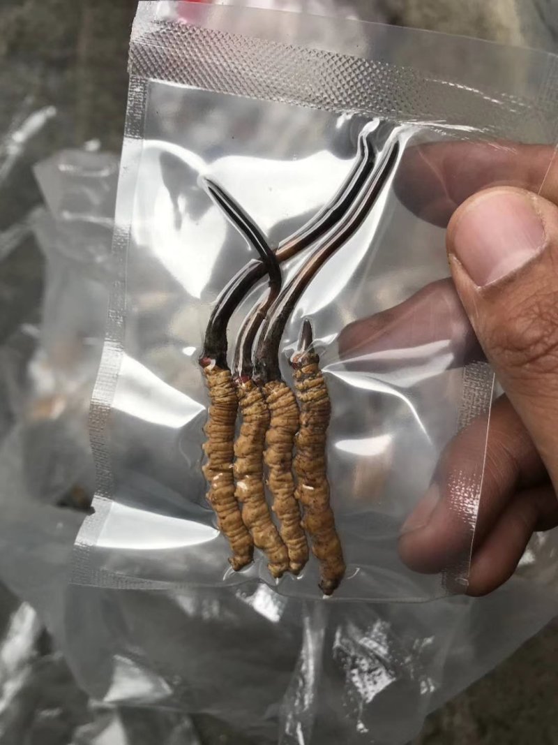 羊朵菌，虫草