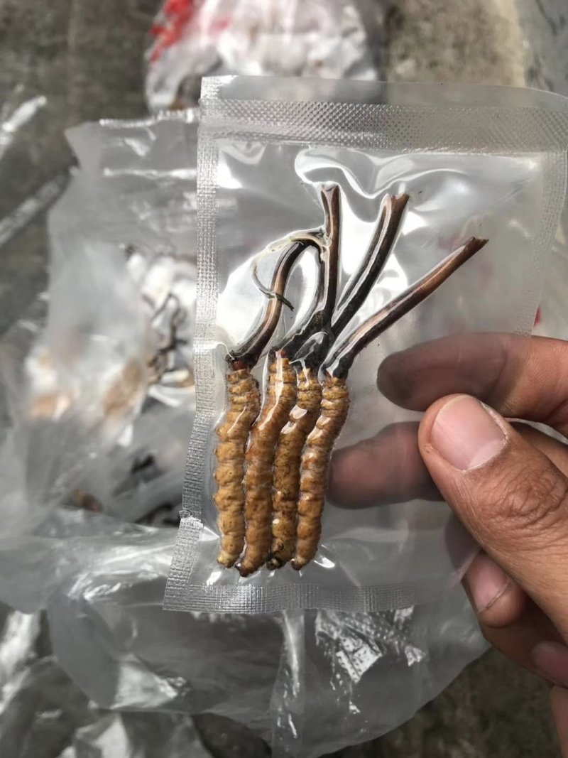 羊朵菌，虫草