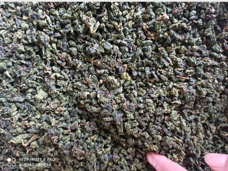 桑叶茶干茶桑叶桑叶批发可打粉新品专业一手货源绿桑叶