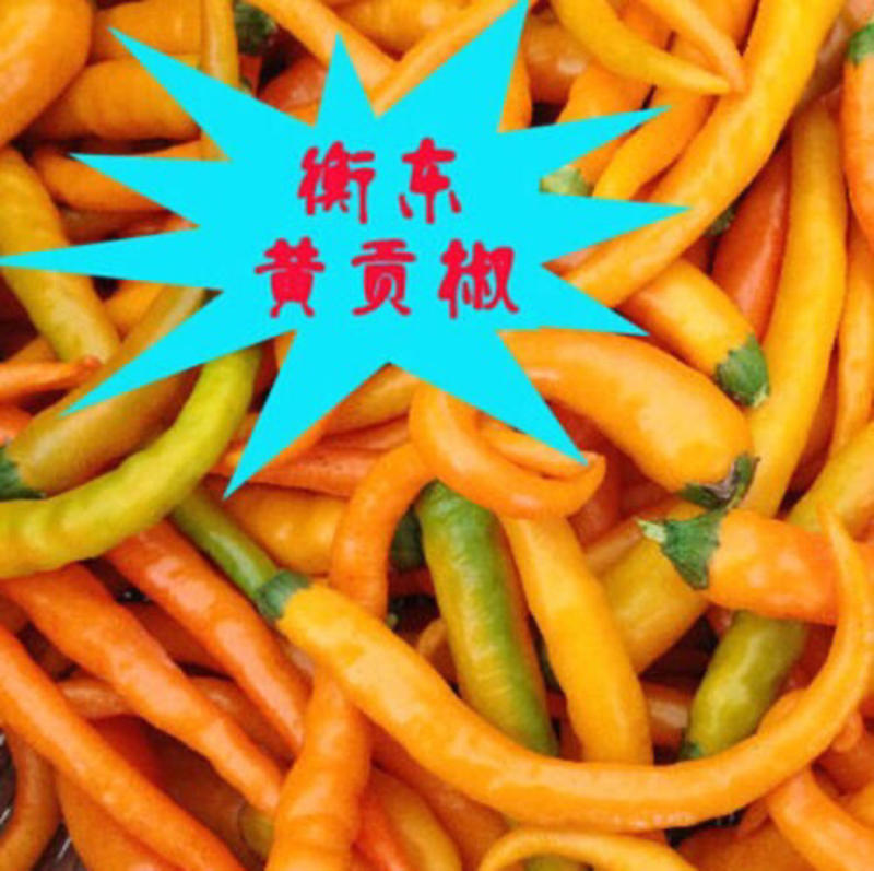 黄贡椒—中国十大名椒之一湖南衡东黄贡椒辣椒酒店餐饮食材
