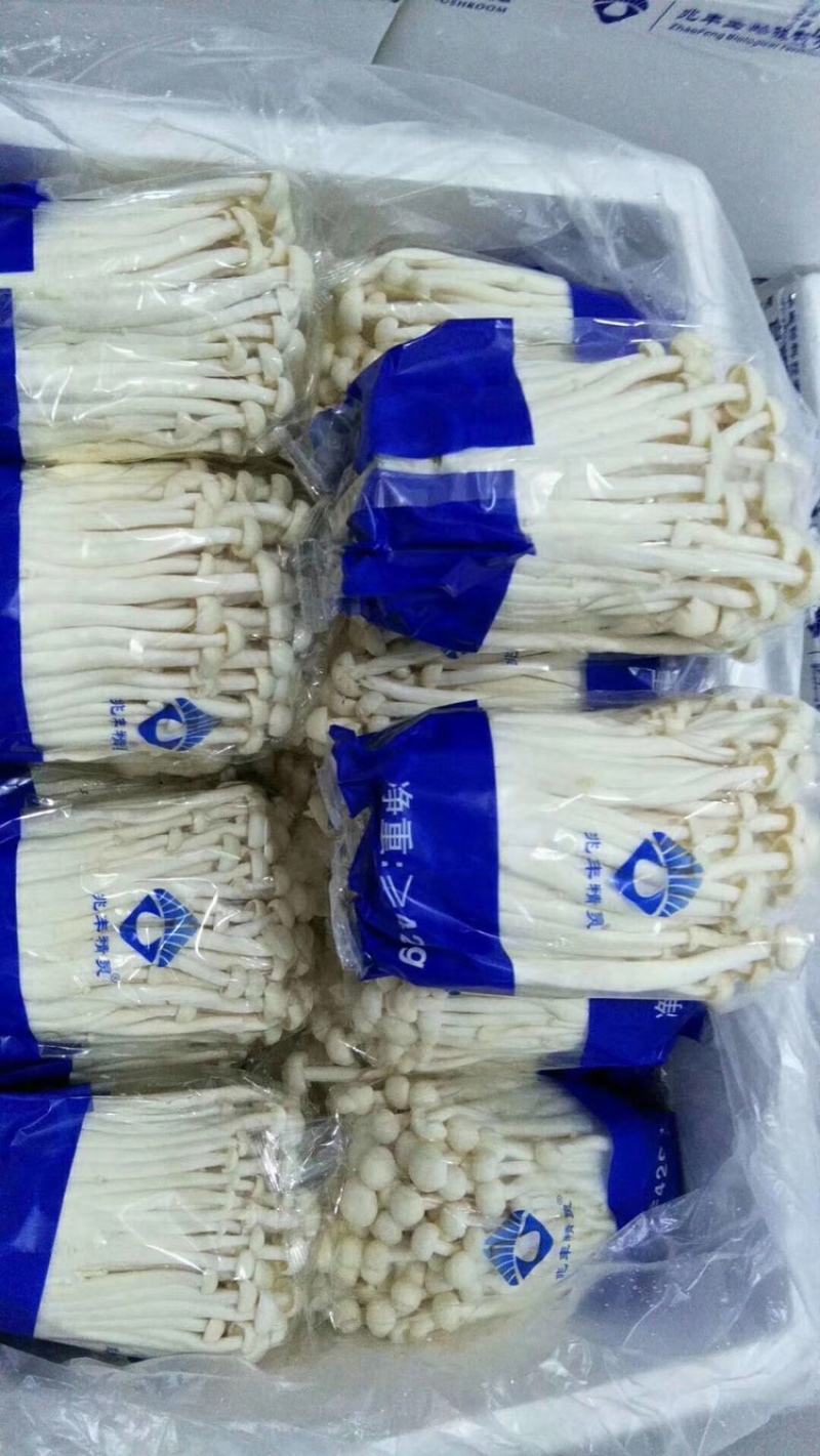 山东地区海鲜菇1斤420g特色食材