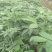 【吴茱萸苗】，茶辣苗，中花品种货量充足