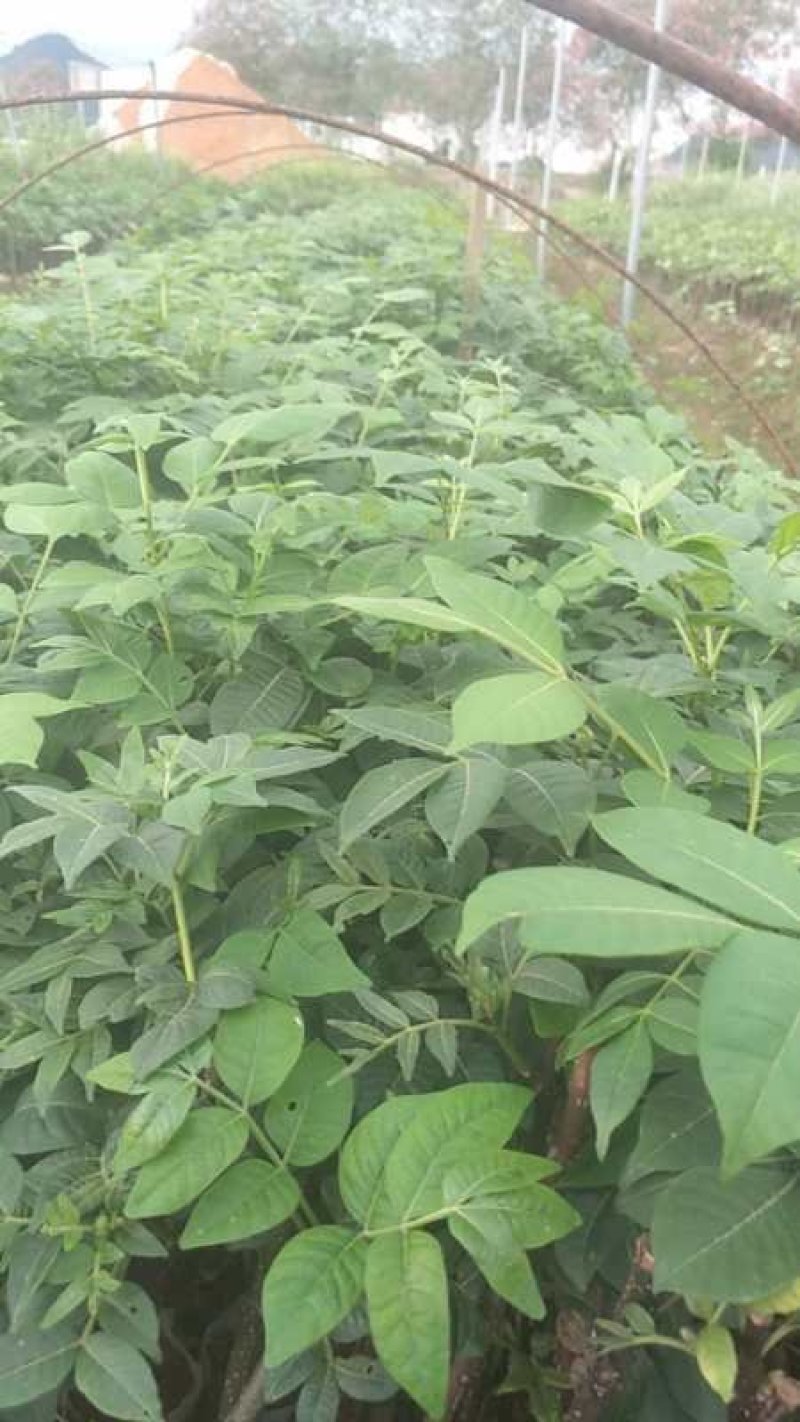 【吴茱萸苗】，茶辣苗，中花品种货量充足