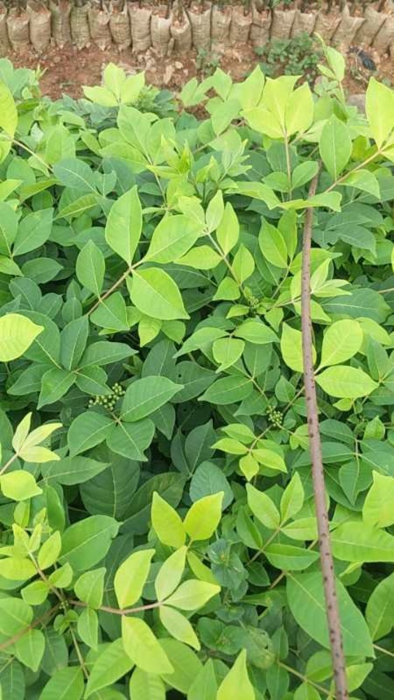【吴茱萸苗】，茶辣苗，中花品种货量充足