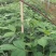 【吴茱萸苗】，茶辣苗，中花品种货量充足