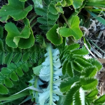 四川原生态翻白草干货鲜货货源充足欢迎联系