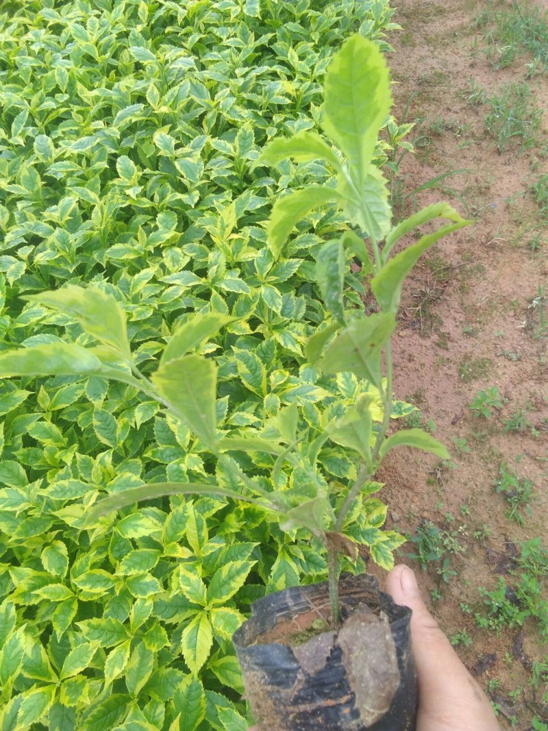 东莞地被小苗(金叶连翘)基地直供货源充足
