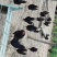 树林散养五黑鸡