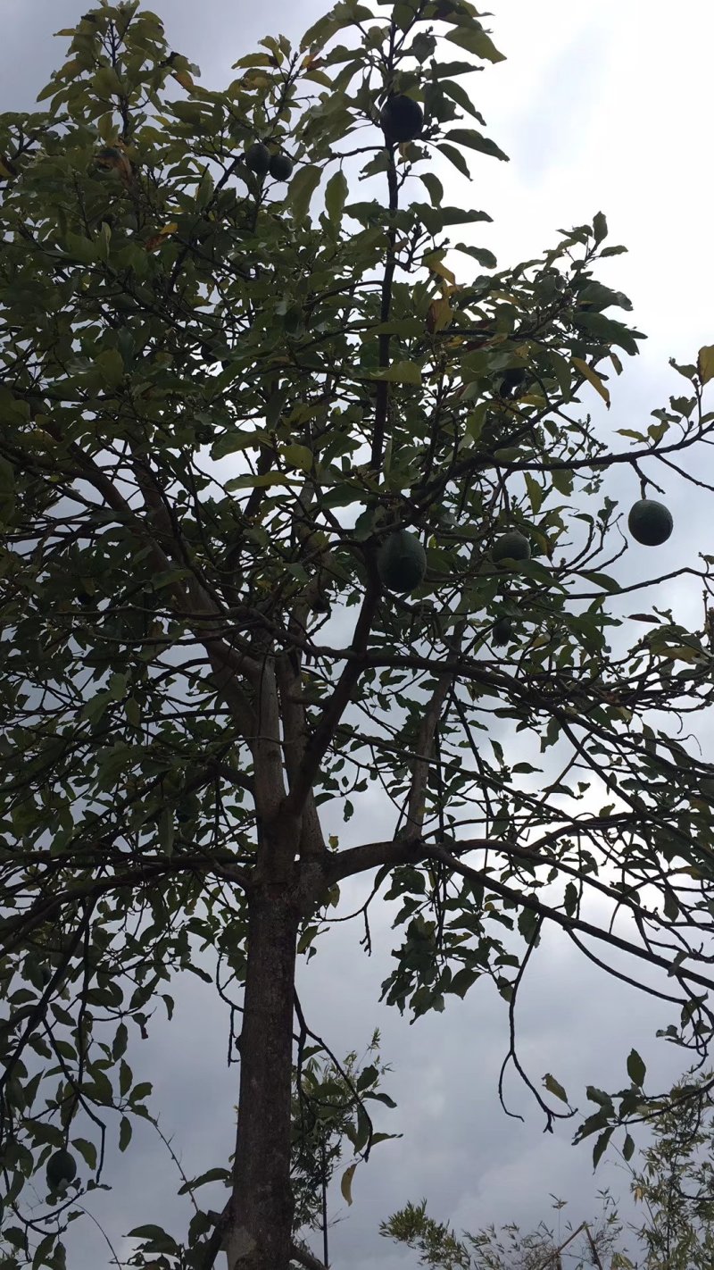 哈斯牛油果(云南自家果园种植300余亩)