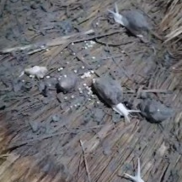 江苏白玉蜗牛种蜗培育基地