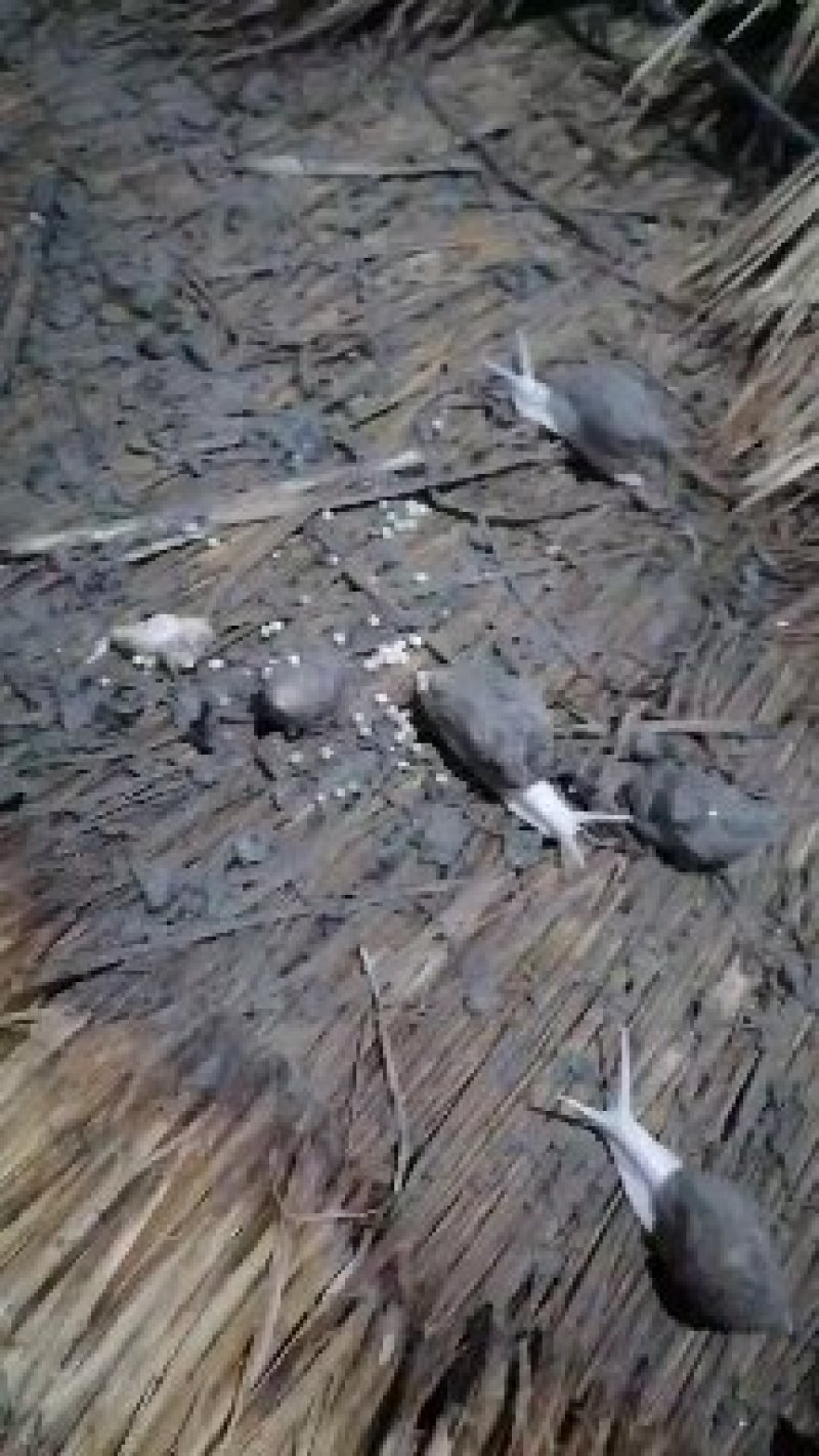 江苏白玉蜗牛种蜗培育基地