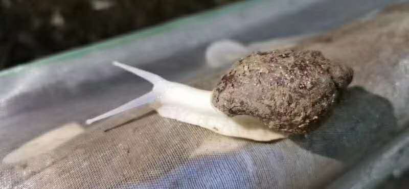 江苏白玉蜗牛种蜗培育基地