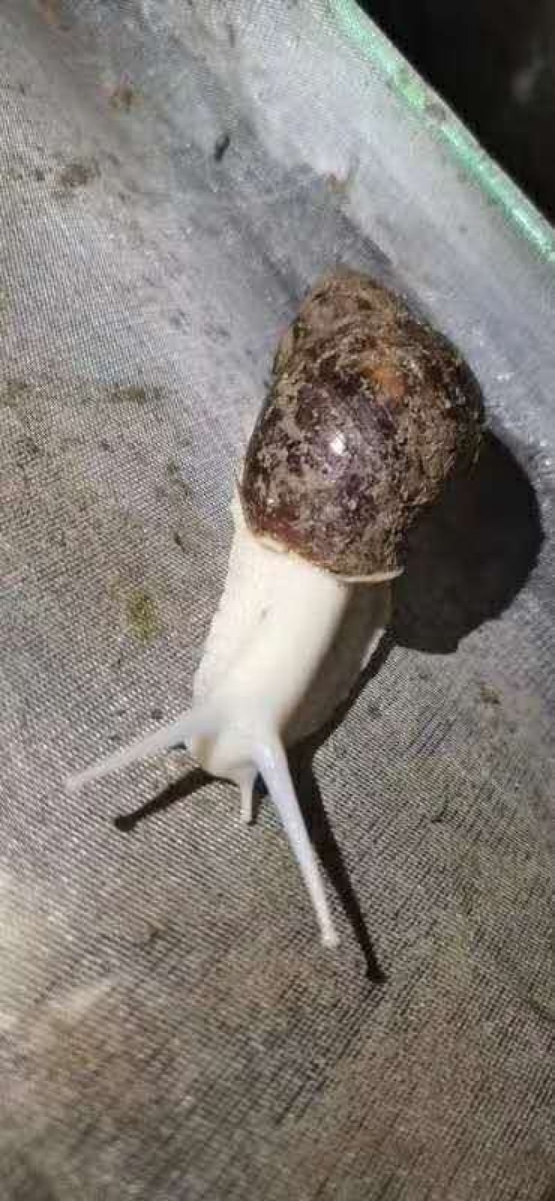 江苏白玉蜗牛种蜗培育基地
