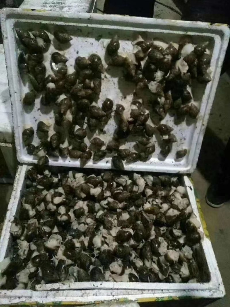 江苏白玉蜗牛种蜗培育基地