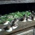 江苏白玉蜗牛种蜗培育基地