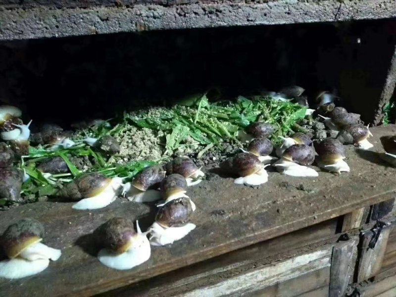 江苏白玉蜗牛种蜗培育基地