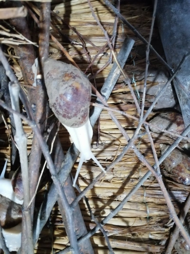 江苏白玉蜗牛种蜗培育基地