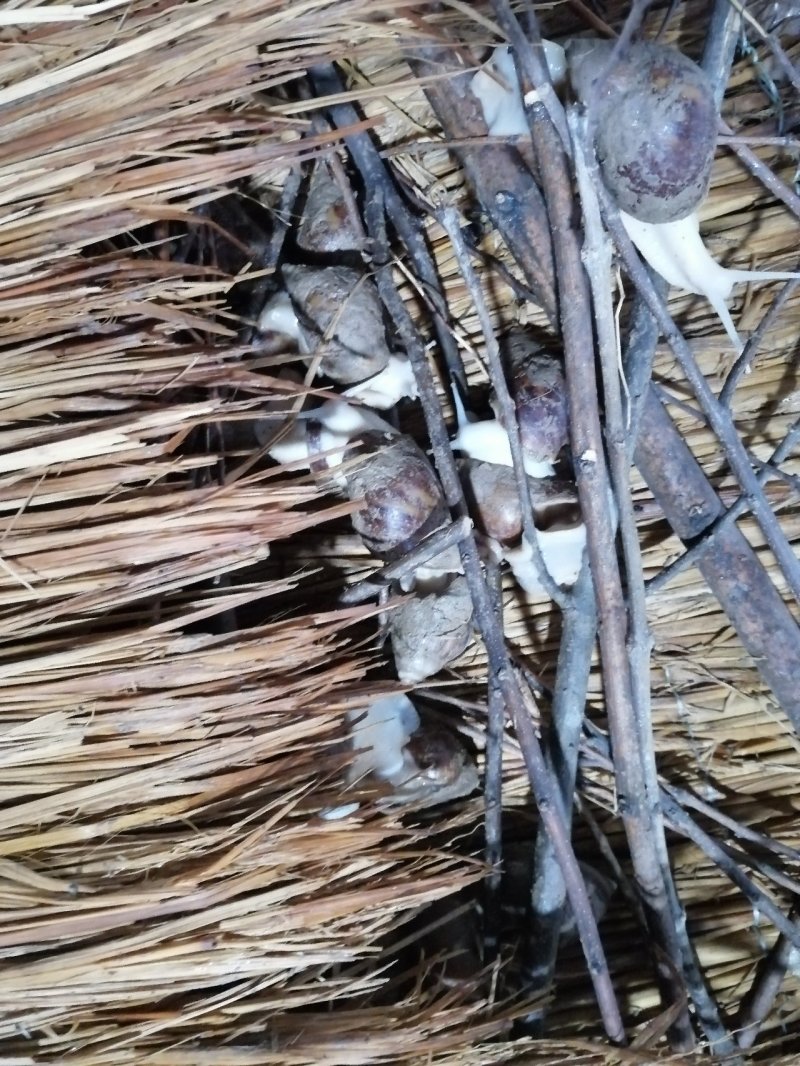 江苏白玉蜗牛种蜗培育基地