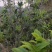 古树红茶，昔归古树红茶，香气好，特别耐，实体买过的都说好